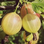 Крыжовник «Колобок»: особенности сорта и правила выращивания