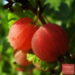 Крыжовник «Колобок»: особенности сорта и правила выращивания