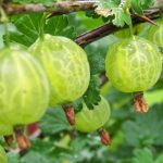 Крыжовник «Колобок»: особенности сорта и правила выращивания