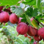 Крыжовник «Колобок»: особенности сорта и правила выращивания