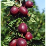 Крыжовник «Колобок»: особенности сорта и правила выращивания