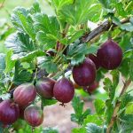 Крыжовник «Колобок»: особенности сорта и правила выращивания