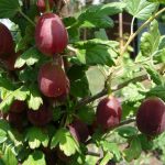 Крыжовник «Колобок»: особенности сорта и правила выращивания