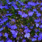 Выращивание лобелии на даче