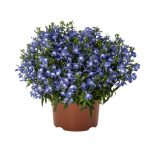 Выращивание лобелии на даче