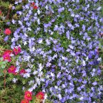 Выращивание лобелии на даче