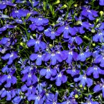Выращивание лобелии на даче
