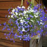 Выращивание лобелии на даче
