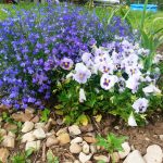 Выращивание лобелии на даче