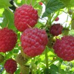 Малина Гусар: описание сорта, выращивание и уход, отзывы садоводов