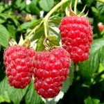 Малина Гусар: описание сорта, выращивание и уход, отзывы садоводов