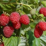 Малина Гусар: описание сорта, выращивание и уход, отзывы садоводов