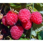 Малина Гусар: описание сорта, выращивание и уход, отзывы садоводов