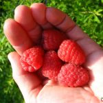 Малина Гусар: описание сорта, выращивание и уход, отзывы садоводов