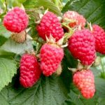 Малина Гусар: описание сорта, выращивание и уход, отзывы садоводов