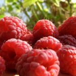 Малина Гусар: описание сорта, выращивание и уход, отзывы садоводов