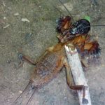 Лучшие методы борьбы с медведкой