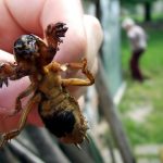 Лучшие методы борьбы с медведкой