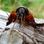 Лучшие методы борьбы с медведкой