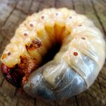 Лучшие методы борьбы с медведкой