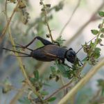 Лучшие методы борьбы с медведкой