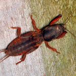 Лучшие методы борьбы с медведкой