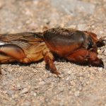 Лучшие методы борьбы с медведкой