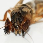 Лучшие методы борьбы с медведкой