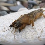 Лучшие методы борьбы с медведкой