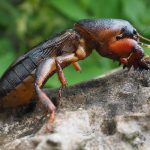 Лучшие методы борьбы с медведкой