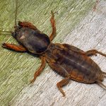 Лучшие методы борьбы с медведкой