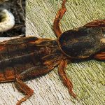 Лучшие методы борьбы с медведкой