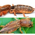 Лучшие методы борьбы с медведкой