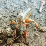 Лучшие методы борьбы с медведкой