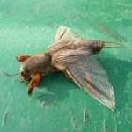 Лучшие методы борьбы с медведкой