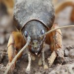 Лучшие методы борьбы с медведкой