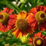 Многолетние цветы, цветущие все лето: выбор сорта и варианты создания композиций