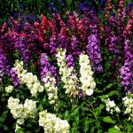 Многолетние цветы, цветущие все лето: выбор сорта и варианты создания композиций