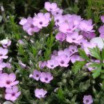 Многолетние цветы, цветущие все лето: выбор сорта и варианты создания композиций