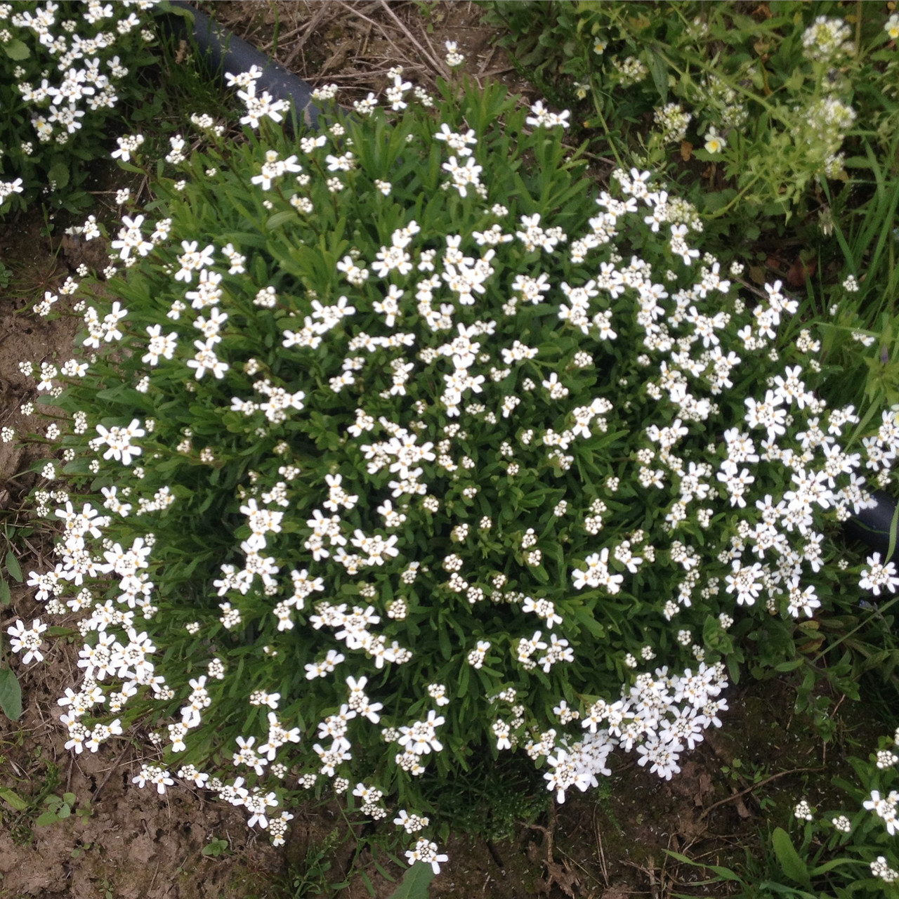 Белые цветы многолетники низкорослые