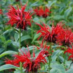 Монарда - душистое украшение территории любого сада