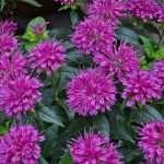 Монарда - душистое украшение территории любого сада