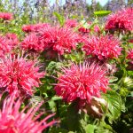 Монарда - душистое украшение территории любого сада