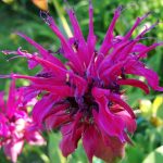 Монарда - душистое украшение территории любого сада