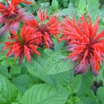 Монарда - душистое украшение территории любого сада