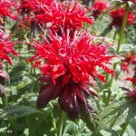 Монарда - душистое украшение территории любого сада