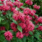 Монарда - душистое украшение территории любого сада