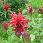 Монарда - душистое украшение территории любого сада