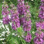 Монарда - душистое украшение территории любого сада