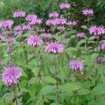 Монарда - душистое украшение территории любого сада